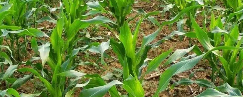 DK56玉米种子特点，适宜播期4月下旬至5月上旬
