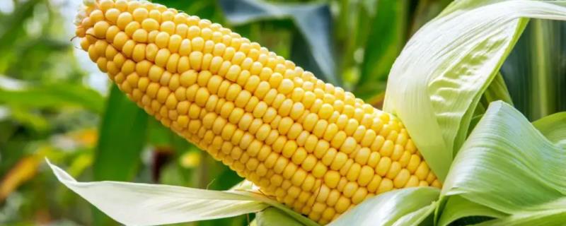 先得利198玉米种子介绍，适宜播期4月下旬