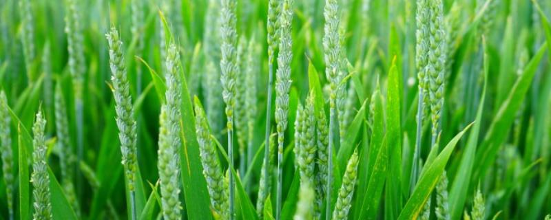太麦101小麦品种简介，每亩基本苗28～30万