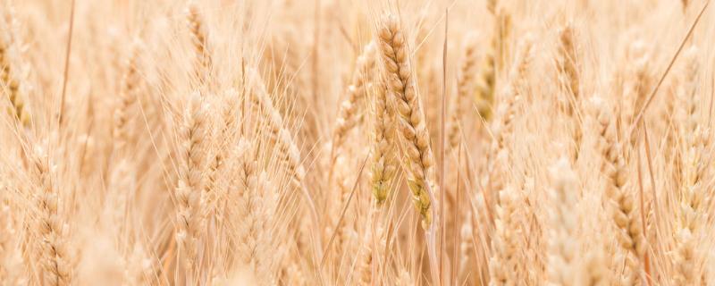 临旱9号小麦种子简介，每亩基本苗20万左右