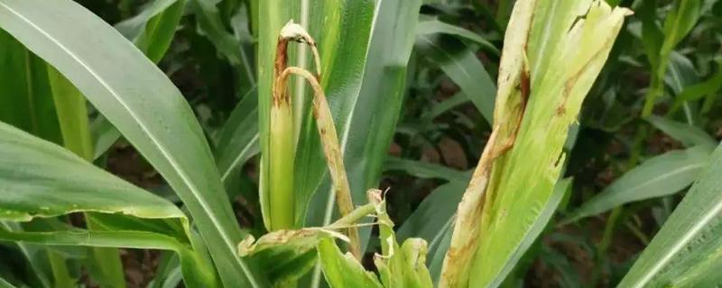 沈糯15玉米种子特征特性，辽宁省春播生育期86天
