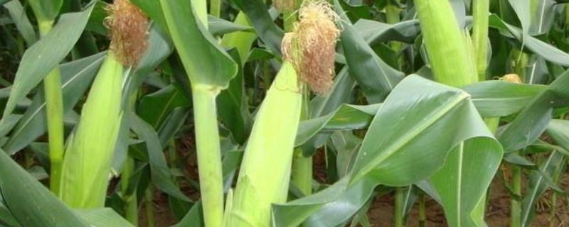 东单9901玉米品种的特性，适宜中等以上肥力地块种植