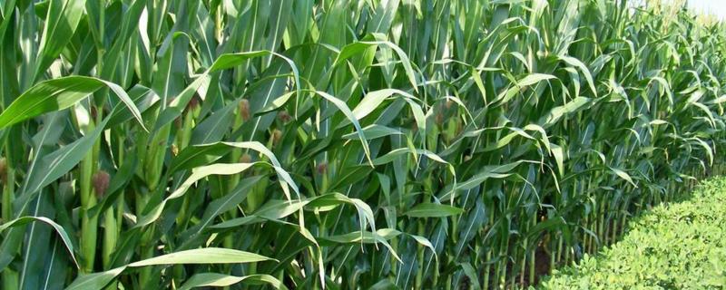 葫新505玉米种子介绍，应选择肥力较好的地块种植