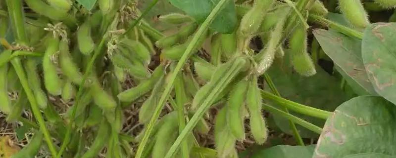 辽豆57大豆种简介，辽宁省春播生育期127天左右