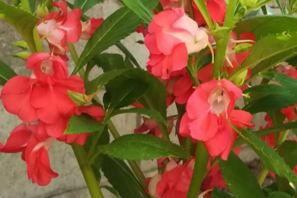 凤仙花喜阴还是喜阳，属于喜阳草本植物