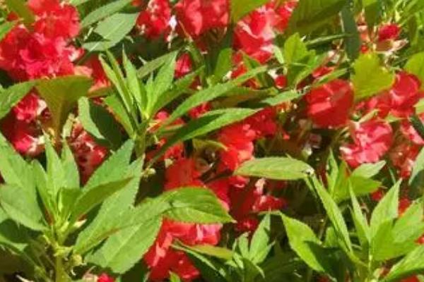 凤仙花喜阴还是喜阳，属于喜阳草本植物
