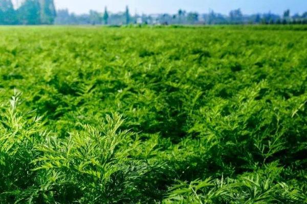川芎的种植效益，主要取决于实际产量