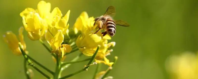 广东有什么蜜源植物，包括油菜、荔枝、野桂花、龙眼等品种