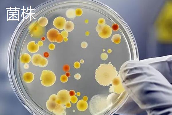 菌种是什么，指用于发酵过程中作为活细胞催化剂的微生物
