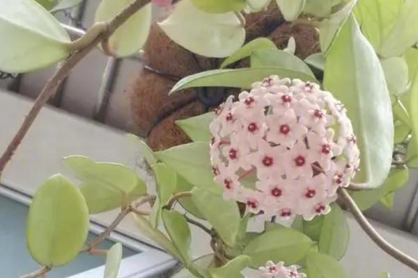 球兰的日常养护方法，确保充足的光照
