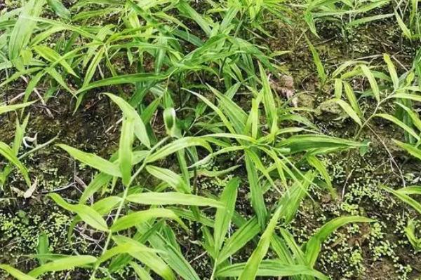如何种植黄精，生长期间要及时除草