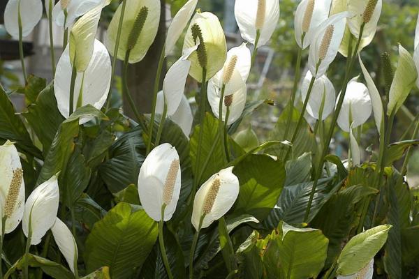 白鹤芋叶子蔫了的原因，可能是温度过高或施了生肥等