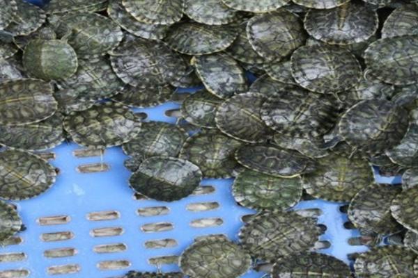 乌龟水霉病如何防治，可使用3-5%食盐水浸浴
