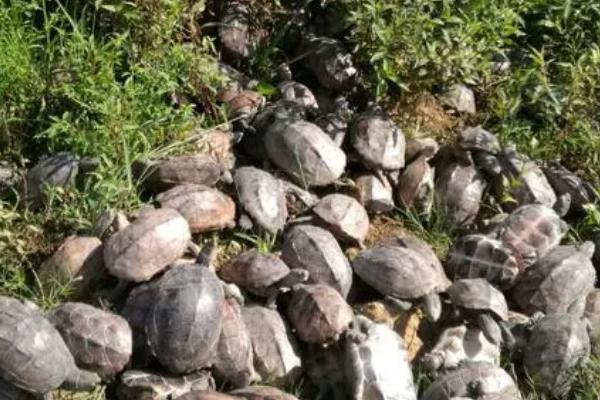 乌龟水霉病如何防治，可使用3-5%食盐水浸浴