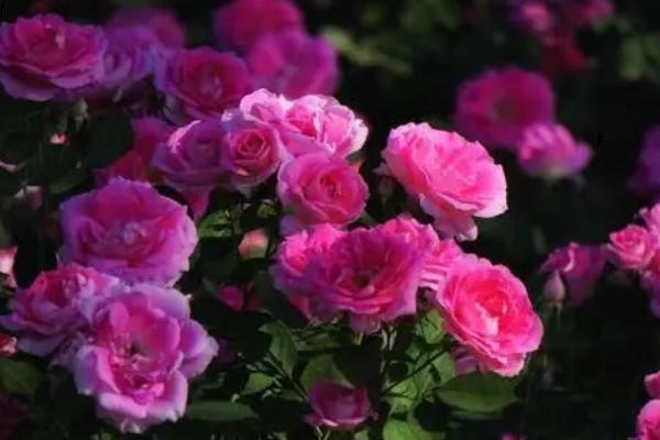 月季花卷叶怎么办，采取的措施取决于发生原因
