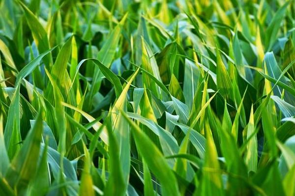 苏科糯11玉米种子特点，亩种植密度4000株左右