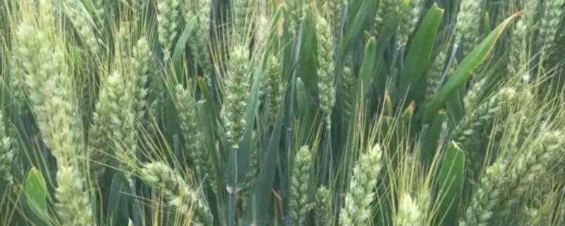 茂育1号小麦种子简介，高抗白粉病
