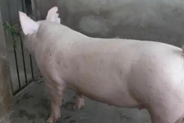 东北猪有什么好品种，东北民猪、三江白猪比较好
