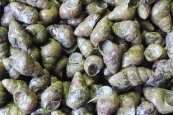 石螺怎么处理，先要用清水加油浸泡一天