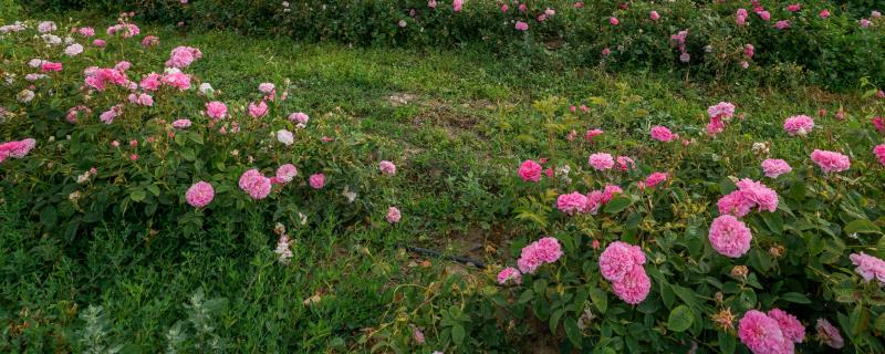 保加利亚玫瑰花的花语，花语是爱情、勇敢等