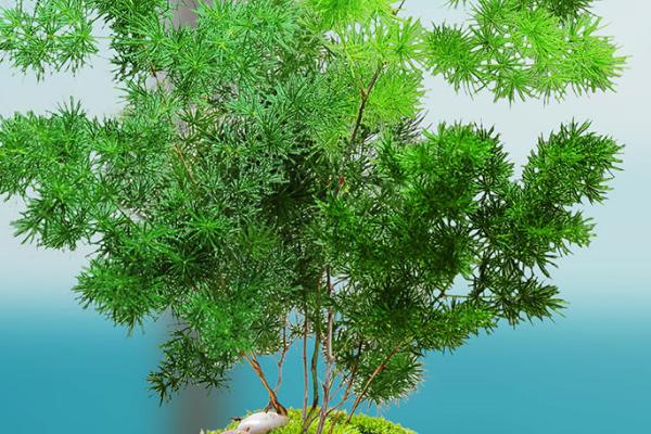 客厅适合摆放的植物，常见以下十种