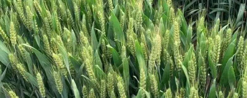 安农大1216小麦品种简介，全生育期226天左右