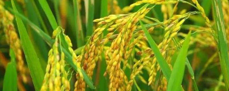 广两优939水稻品种简介，5月15日左右播种