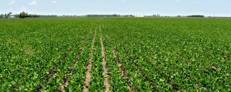 陇黄1号大豆种子简介，播期4月下旬-5月上旬