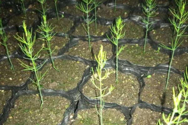芦笋种子的催芽方式，需要先进行浸泡
