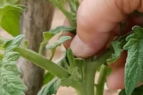 西红柿的剪枝方法，选择晴朗天气的上午10点后或下午3点前进行