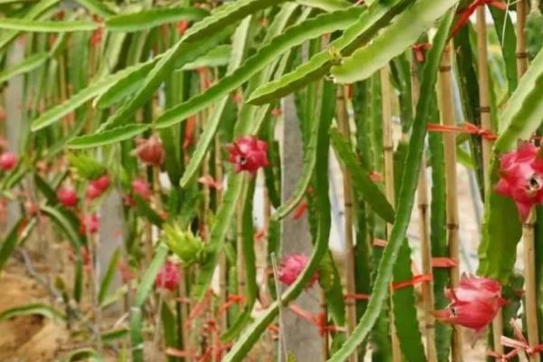 种植火龙果需要什么条件，要使用深厚、肥沃、疏松的土壤