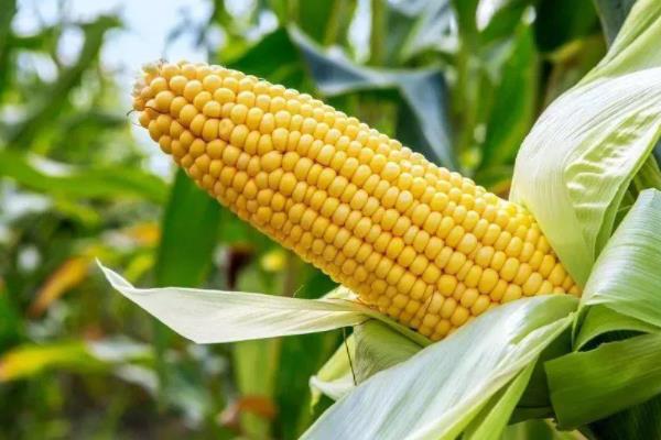 石甜玉1号玉米种子介绍，5月下旬至6月中旬播种