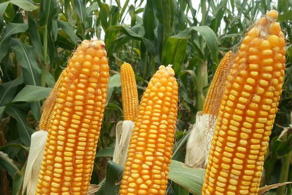 金瑞88玉米种子特征特性，高抗大斑病