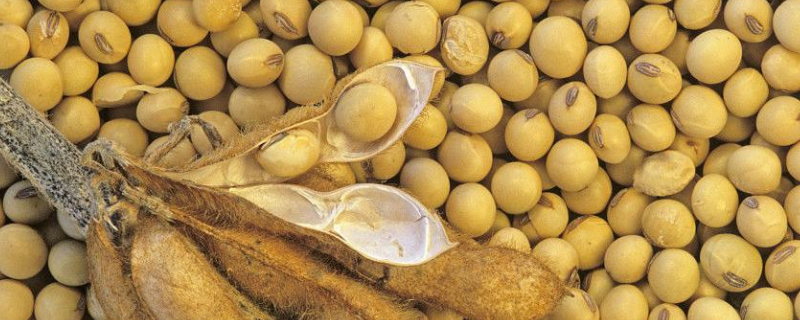 吉育701大豆种子特征特性，高抗大豆食心虫