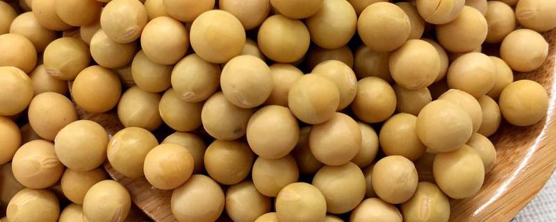 吉科豆12大豆种子简介，高抗大豆灰斑病