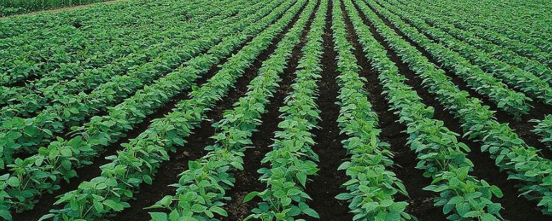 吉育108大豆种子特征特性，出苗至成熟114天