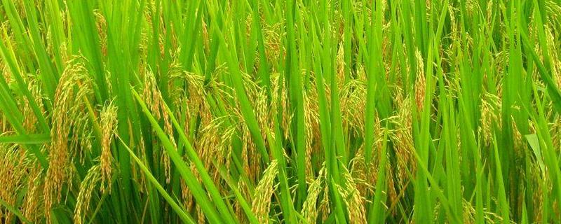 繁优5498水稻品种的特性，插植密度20厘米×20厘米