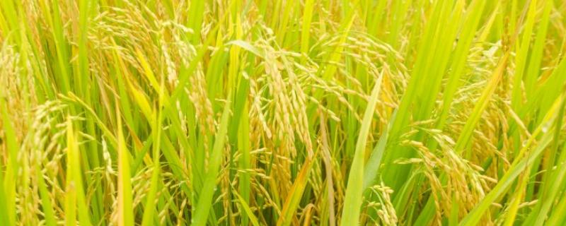 隆香优130水稻品种简介，6月25日左右播种