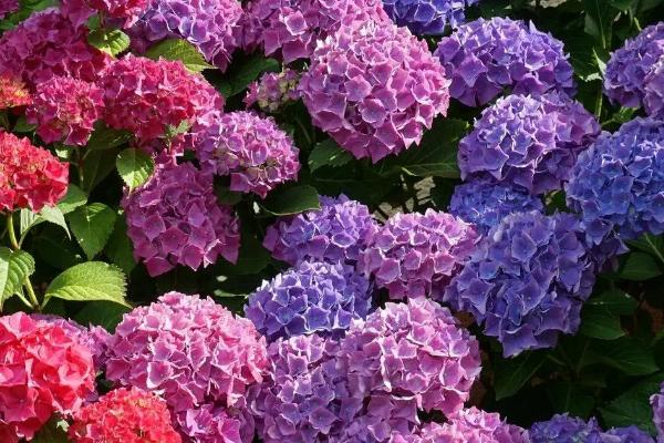 绣球花适合几月份换盆，5-6月换盆合适