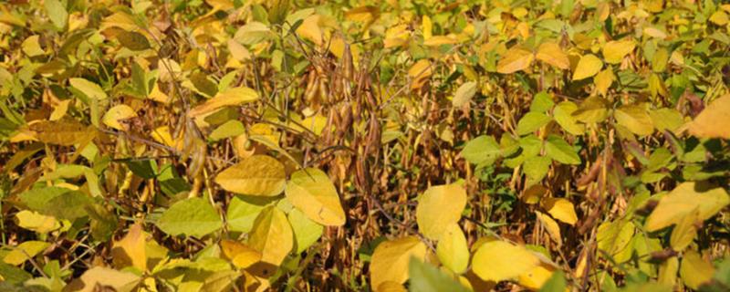 大豆的生长过程介绍，分为萌发出苗期、幼苗期、花芽分化期、开花结荚期