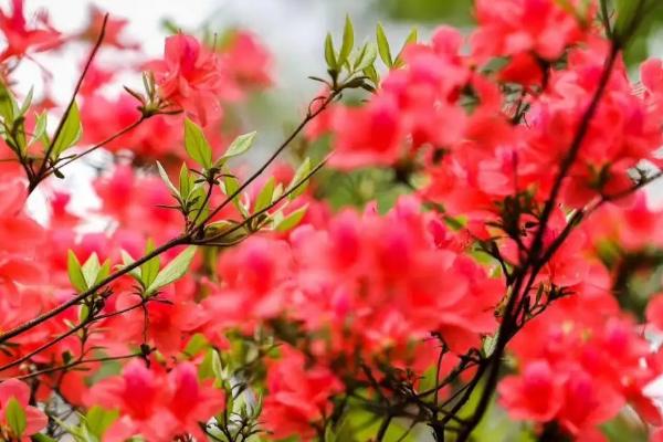 杜鹃花的寓意，寓意爱的喜悦、繁荣昌盛等