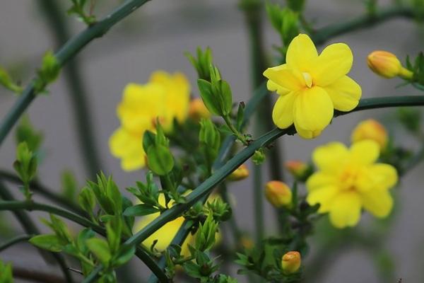 夏天怎么养殖迎春花，每天清晨和傍晚都要浇水