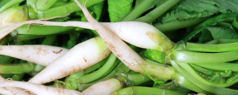 萝卜菜如何腌制，先将萝卜菜择干净