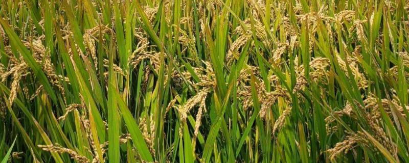 中优186水稻种子介绍，每亩1.5-1.6万穴