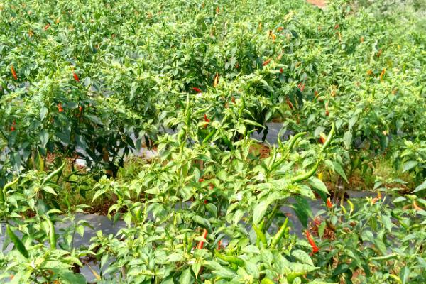小米椒的种植方法，种植前需浸种10-15分钟