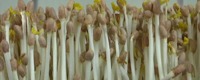 怎么种植花生芽苗菜，浸种催芽后再播入苗盘中