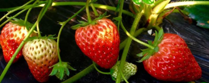 草莓属于喜阳还是喜阴作物，种植在阳光充足的地方能提高果实甜度