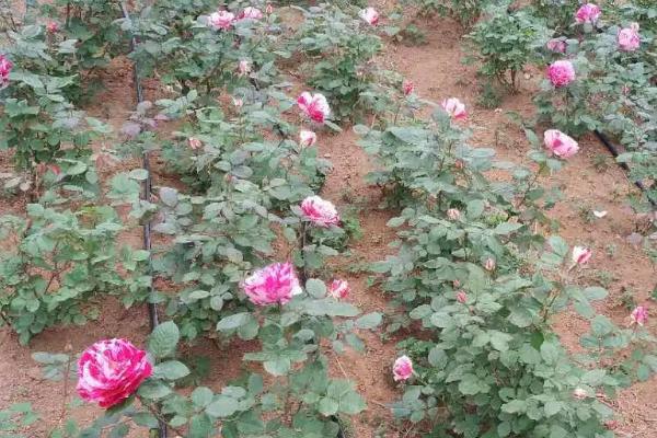 蔷薇怎么种植，夏季和冬季要等土壤变干再浇水