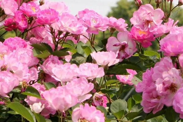 蔷薇怎么种植，夏季和冬季要等土壤变干再浇水