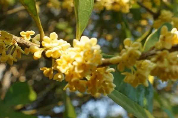 桂花掉叶子的原因，光照不当、盆土不当等均会导致